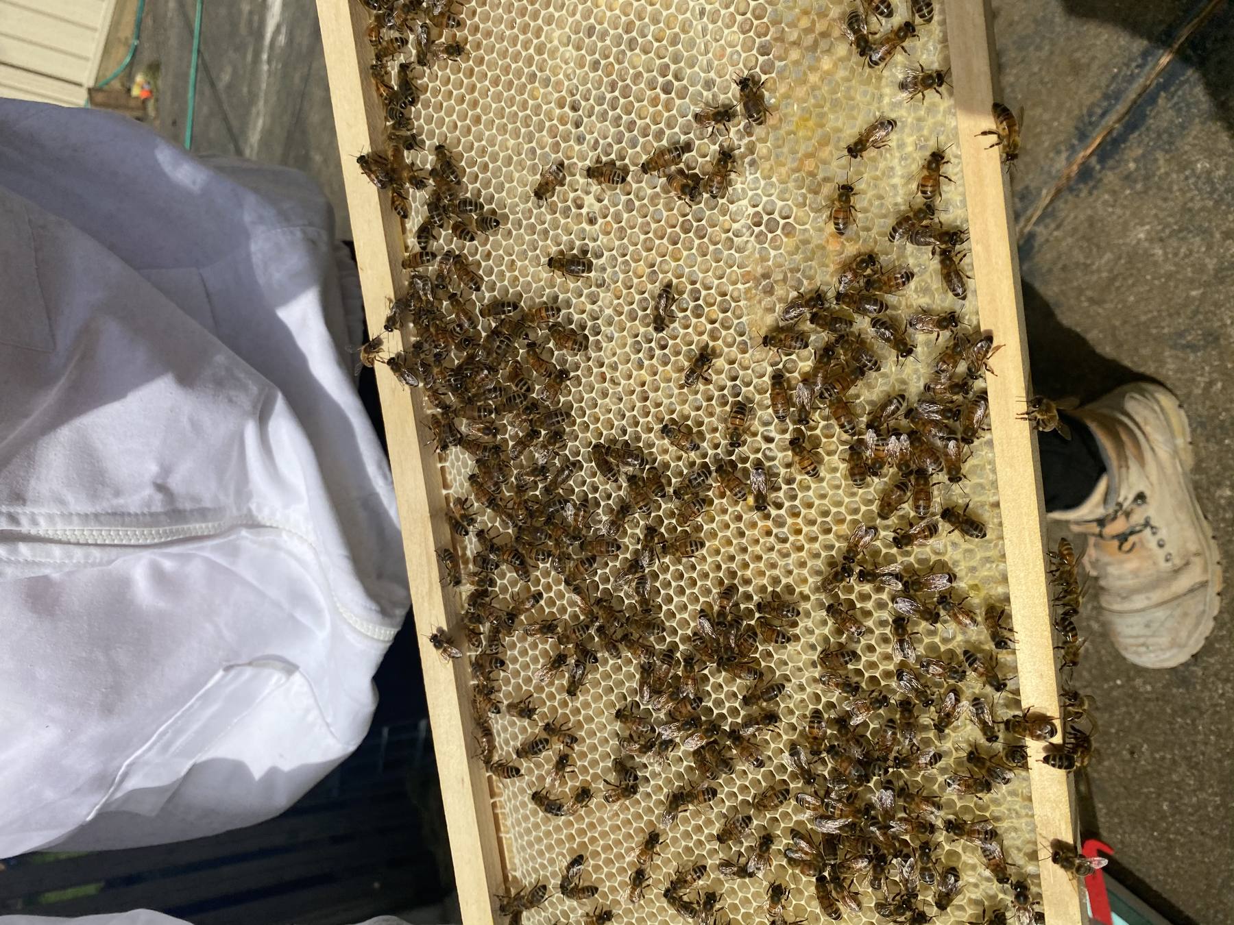 Close-up of worker bees on honeycomb