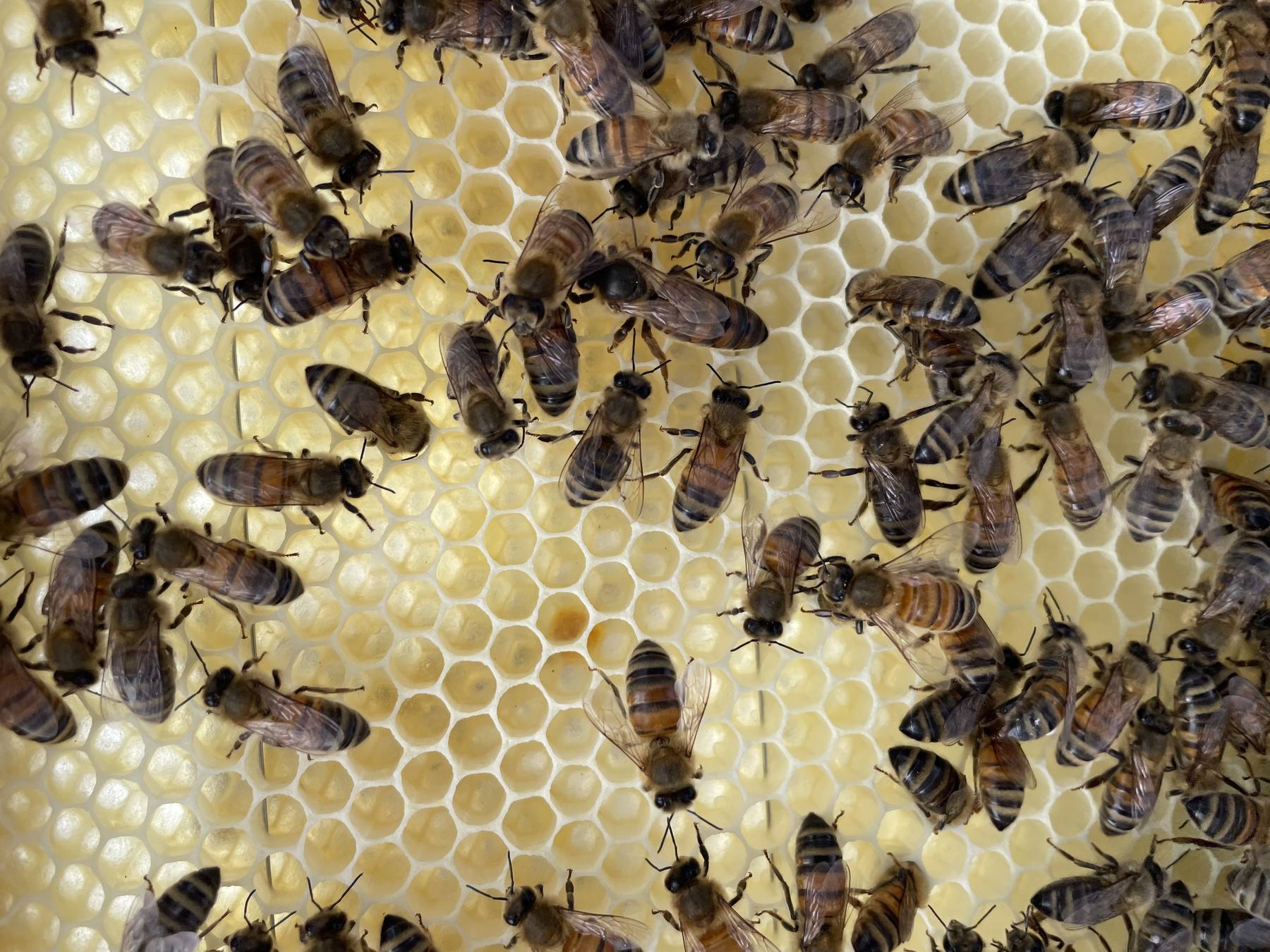Frame of capped and uncapped honeycomb in sunlight