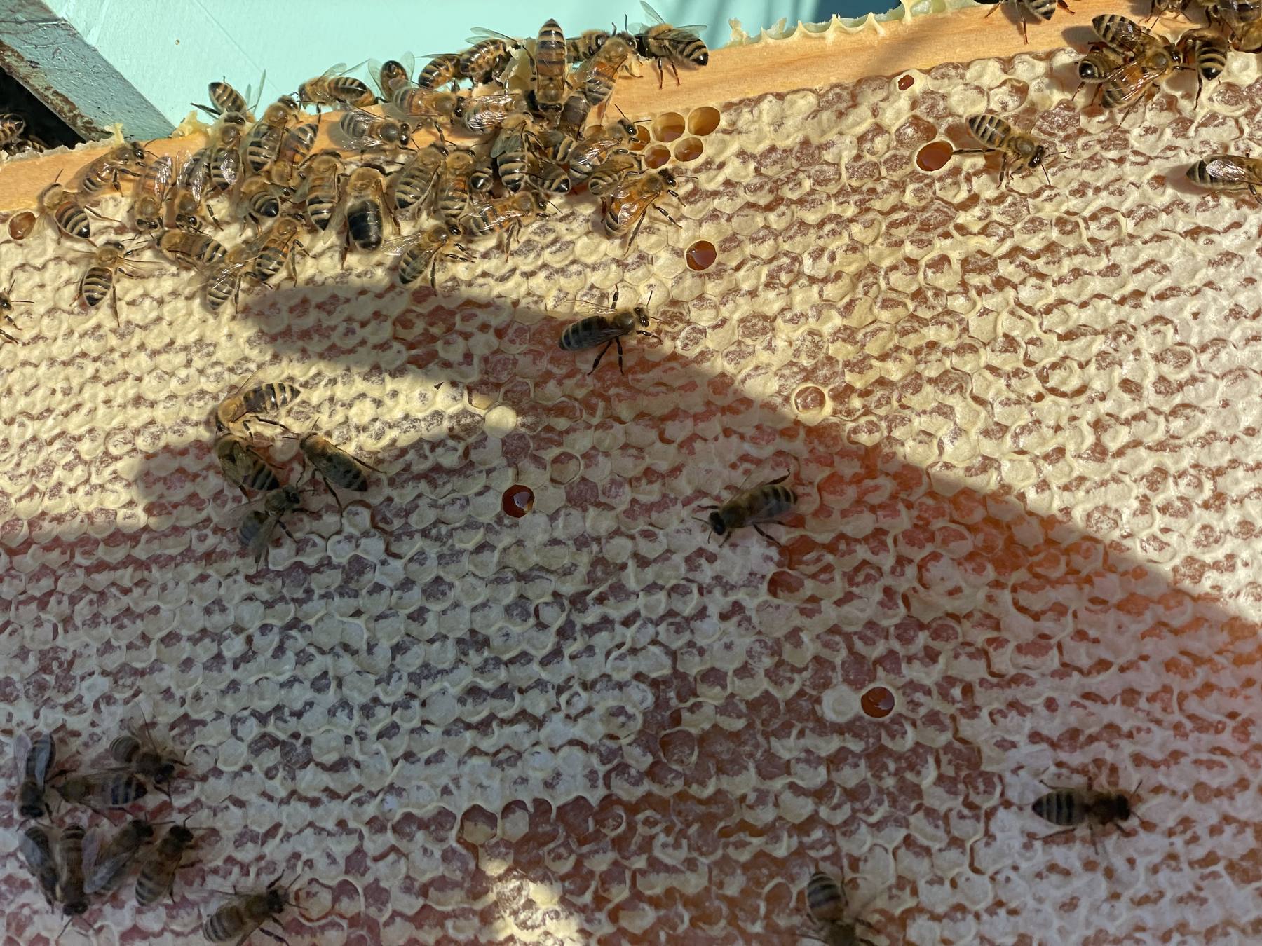 Top-down view of a full hive box covered in bees