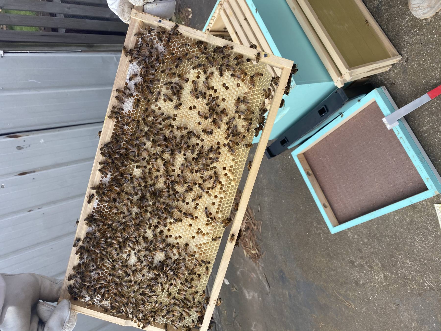 Beekeeper holding a frame covered in bees above an open hive